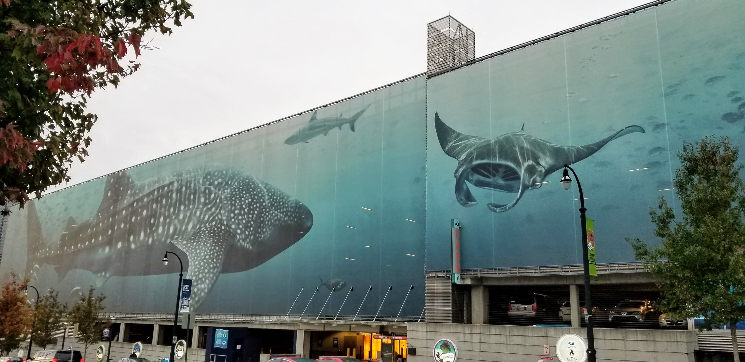 sea animals are experts at going with the flow